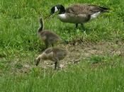 Mother Goose (and Father Too)