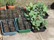 Shifting Those Pots!