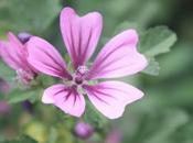 DAILY PHOTO: Purple Flower