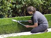 Everything Need Know About Hedge Trimming