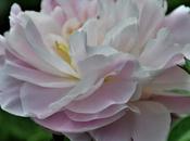 Peonies Mary Oliver