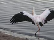 DAILY PHOTO: White Stork Imitates Daniel-San