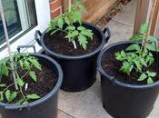 Tomatoes into Their Final Homes