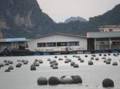 DAILY PHOTO: Floating Farm [Pearls]