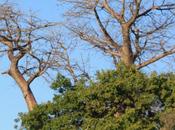 DAILY PHOTO: Leafless Boababs