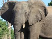 DAILY PHOTO: Eyed Adolescent Elephant