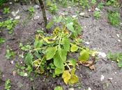 Potato Blackleg Disease