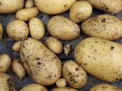 First Early Potato "Annabelle"