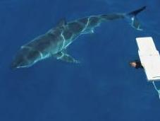 Personal Deterrents Reduce Risk Shark Bites