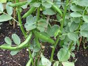 Harvesting Broad Beans
