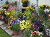 Genius Ideas Beautify Your Garden Within Budget!