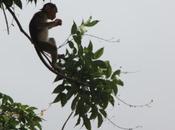 DAILY PHOTO: Elephanta Macaques