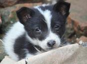DAILY PHOTO: Puppies Goats Bhaktapur