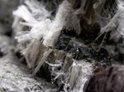 Asbestos Gets Into Soil, Water, Causing Damage Humans Animals?