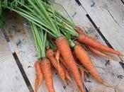 First Harvest Carrots