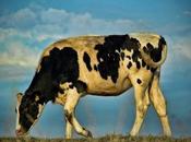 What Disease? Bovine Spongifrom Encephalopathy Explainer