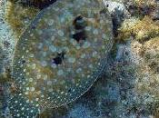 Featured Animal: Flounder