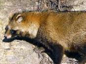 Featured Animal: Raccoon