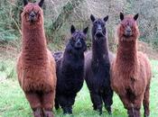 Austrian Alpacas Show Shear Delight