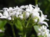 Plant Week: Galium Odoratum