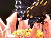 Zinnias Butterflies