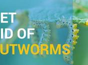 Cutworms Identify Them