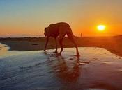 That Moment Photography When Every Element Right Place! Instant Photographie Chaque Élément Endroit Www.benheine.com #beach #plage #benheinephotography #nature #dog #chien #sunset #coucherdesoleil #sea #se...