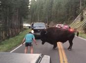Yellowstone Visitor Arrested After Taunting Bison