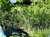 August Is... (Includes Printable Freebies)