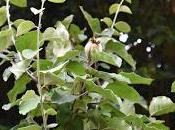 Tree Following August 2018 Quince Count Continued