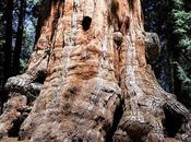 Magnificent Facts About Mammoth Sequoia Trees