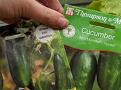 Tale Mini Cucumbers Supermarket Compost