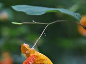 Peace Flowers, Trees And, Cows