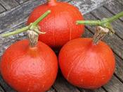 Harvesting Squashes Huauzontle