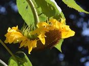 September Blooms (and Bud)
