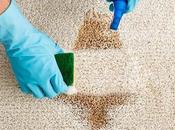 What Should Expect from Professional Carpet Cleaning Service
