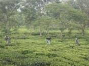 POEM: What Kind Shrub?