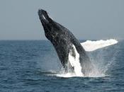 Canada Signs Global Initiative Protect Marine Wildlife