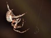 Noiseless Patient Spider