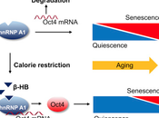 Anti-aging Molecule Produced During Fasting.