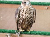 Falcons, Falconry Falcon Souq Unique Experience Doha, Qatar