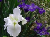 Blue White Louisiana Iris Show