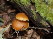 Spotlight: Galerina Marginata