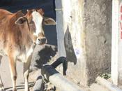 POEM: Patience Rishikesh