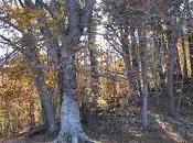 Miss Birdie Graveyard Dolly Alonzo