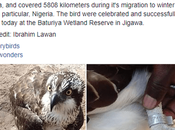 Mysterious Bird Flies from Finland Nigeria, Caught Jigawa (Photos)