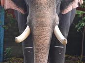 Thirupunithura Temple Elephant Curious Case Income Assessment 1961