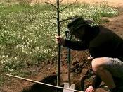 Prepare Site Plant Tree Shrub