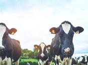 Green Keto Meat Eater, Part