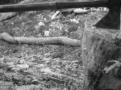 Deforestation Congo Basin, Attack World’s Atmospheric Purity